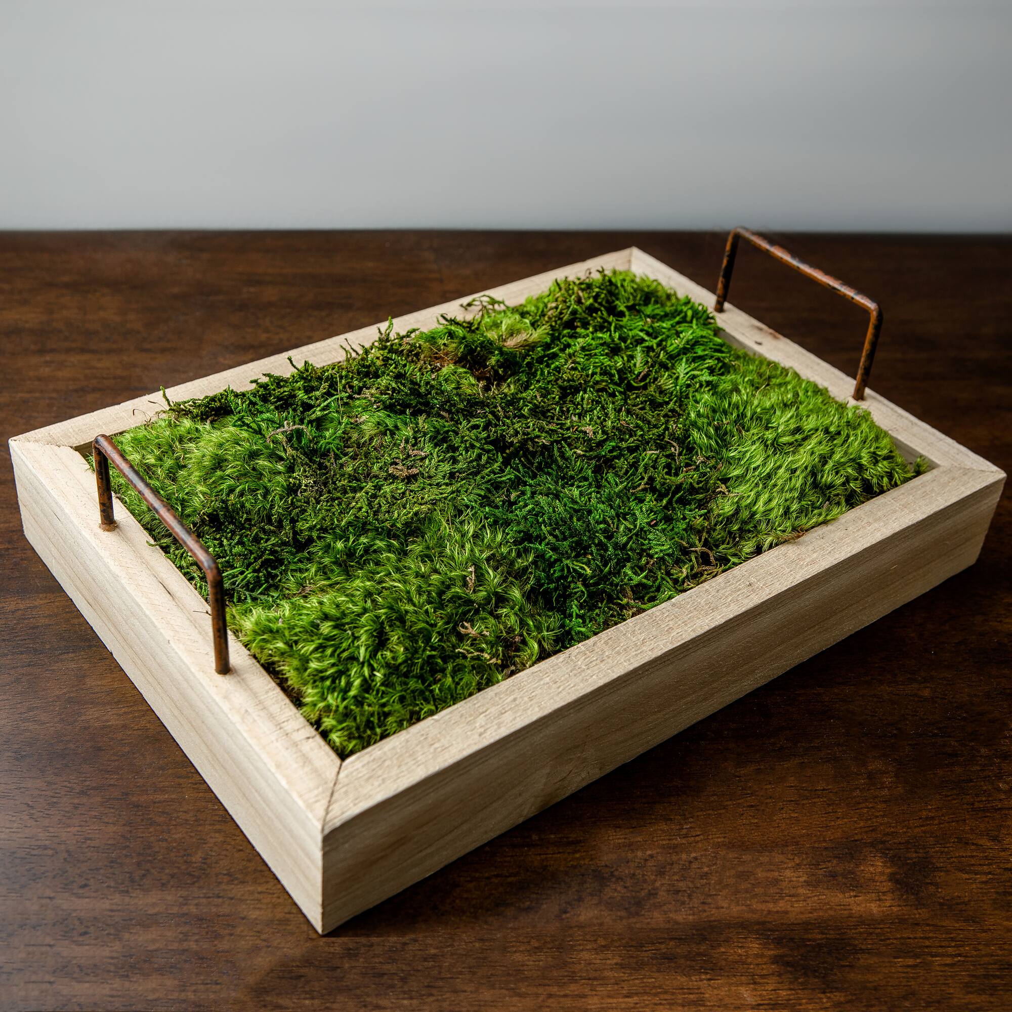 Preserved Green Sheet Moss Bulk Case